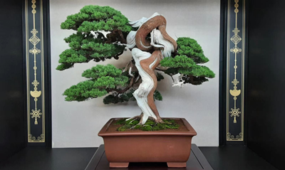 Đánh giá một tác phẩm bonsai nghệ thuật