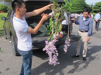 Hương lan xứ nhãn