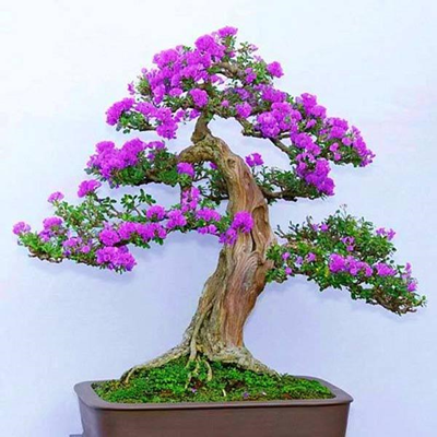 Top 4 loại cây bonsai để bàn đẹp được nhiều người ưa thích