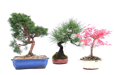 Vị trí đặt cây Bonsai