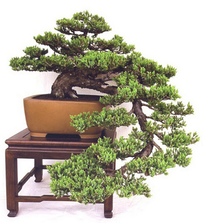 Các hiểu biết về bonsai (Phần 2)