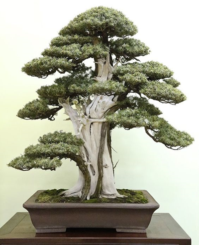 Các hiểu biết về bonsai (Phần 1)