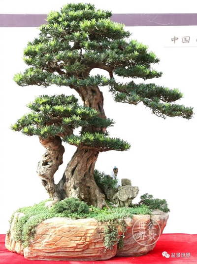 Những phong cách dáng thế Nhật Bản của cây kiểng Bonsai