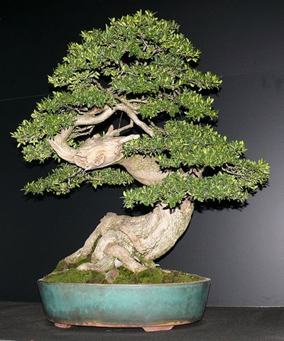 Bàn về yếu tố “Kỳ” trong tác phẩm bonsai