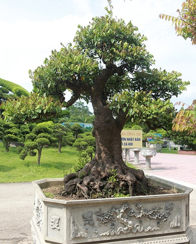 Kỹ thuật trồng cây khế bonsai