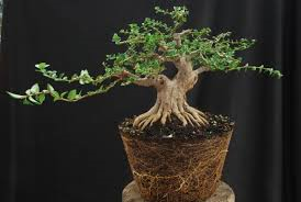 Kỹ thuật sang chậu và thay đất cho Bonsai