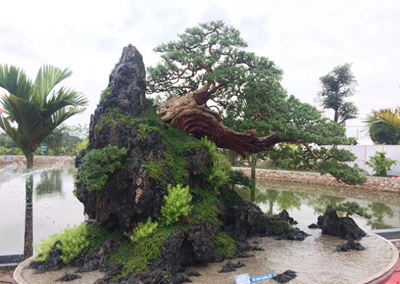 Cách tạo hình và chăm sóc Bonsai đúng chuẩn người sành