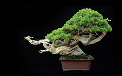 Thủ pháp nghệ thuật trong tạo hình cây cảnh