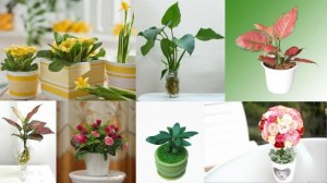 Nên trang trí cây gì ở phòng làm việc