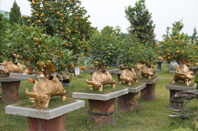 Cách trồng và chăm sóc cây quất bonsai đúng kỹ thuật sau Tết