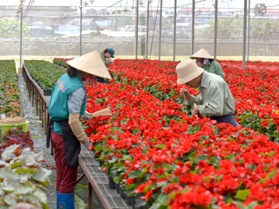  Dalat Hasfarm và nông nghiệp bền vững