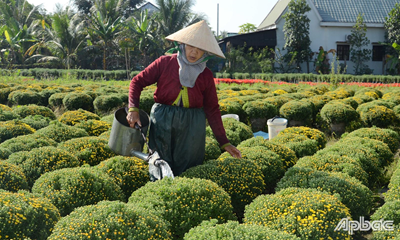 Tiền Giang: Người trồng hoa tết hồi hộp trước giờ G