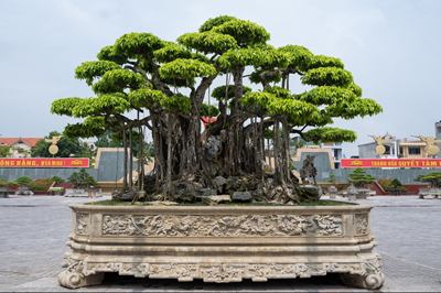 Bonsai hay cây cảnh nghệ thuật