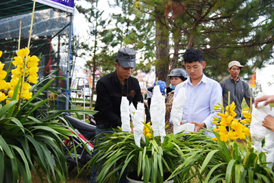 Hoa lan Đà Lạt xuống phố chờ tết