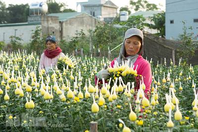 Làng hoa Phù Vân chuẩn bị hoa Tết 2021