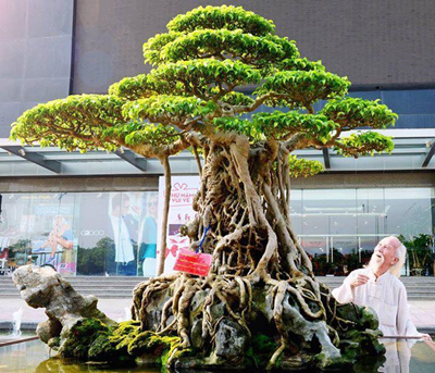 Những tác phẩm cây cảnh nghệ thuật Việt Nam được nhiều người yêu thích (Excellent Vietnamese Bonsai Works) EVB 2017