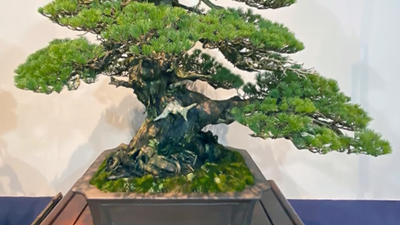 Nhật Bản: Triển lãm Bonsai Kokufu lần thứ 95 năm 2021