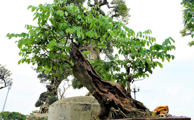 1,4 tỷ đồng chậu sưa đỏ bonsai ở Hà Nội