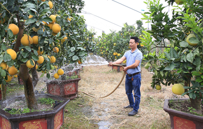 Làng hoa, cây cảnh vào mùa phục vụ Tết