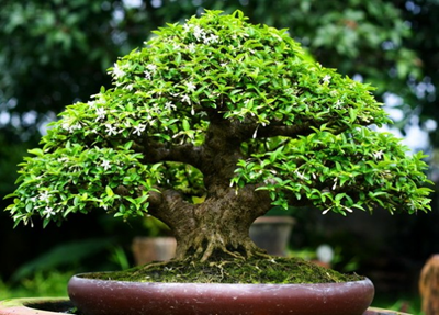 Kỹ thuật chăm sóc cây Bonsai Mai Chiếu Thủy