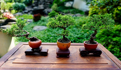 Kỹ thuật trồng cây Bonsai mini từ A đến Z