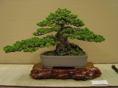Cần bồi dưỡng kiến thức nền cho người chơi cây cảnh