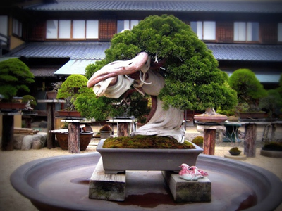 Nghệ nhân Bonsai Kunio Kobayashi Nhật Bản - Bonsai là cuộc sống của tôi