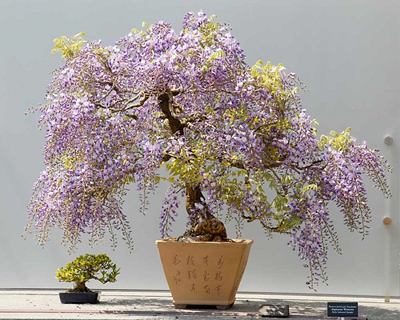 Nghệ Thuật Bonsai Nhật Bản