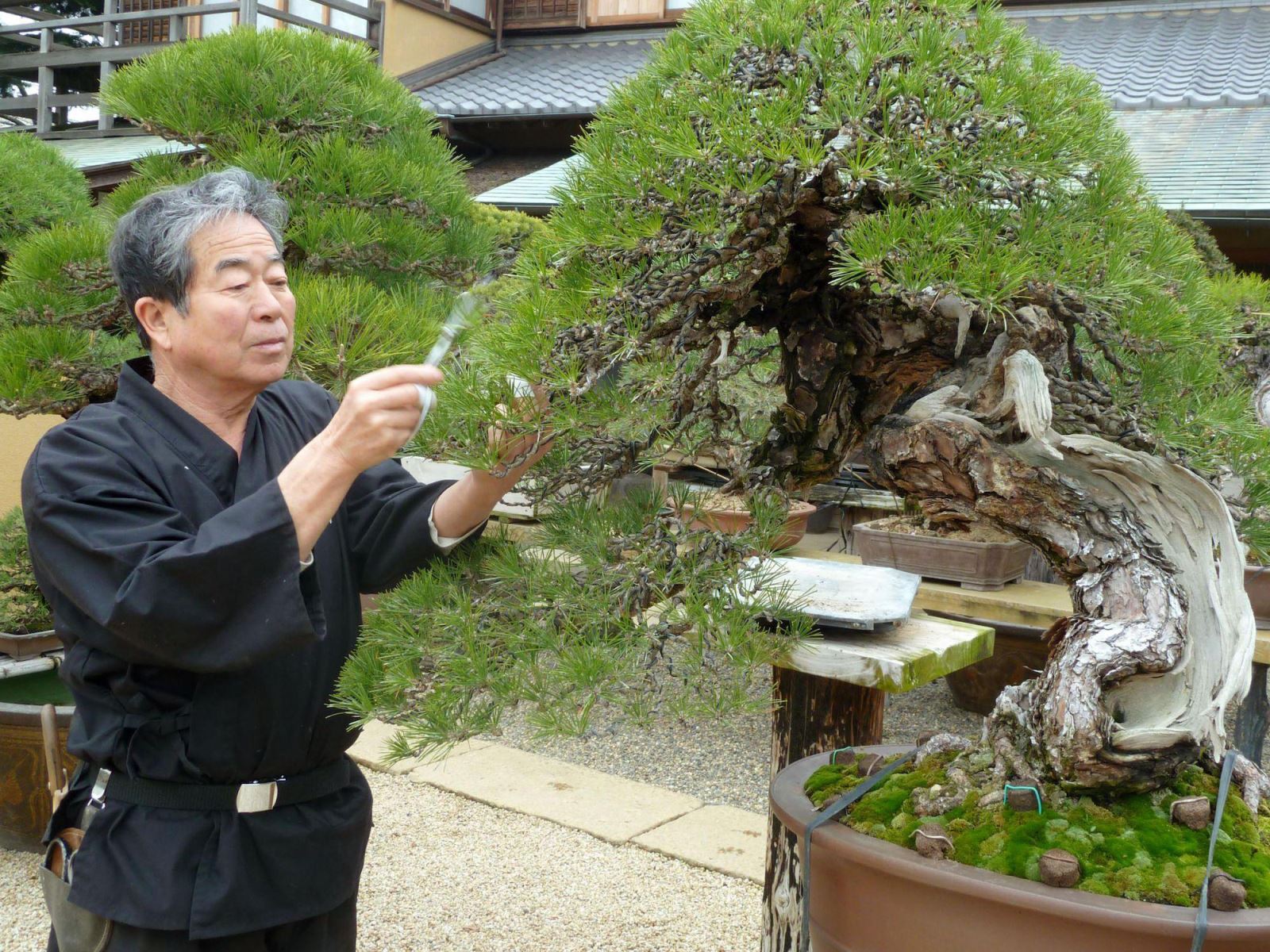 The 15th Asia - Pacific Bonsai And Suiseki Exhibition