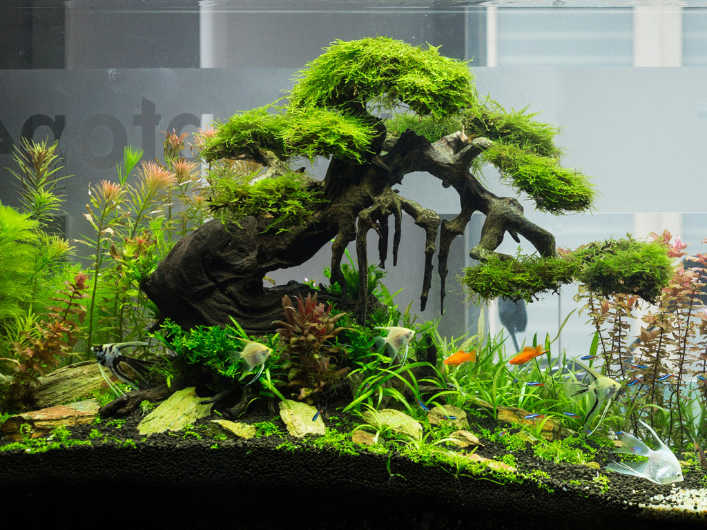 Bonsai Aquarium Hải Phòng - Trang chủ | Facebook