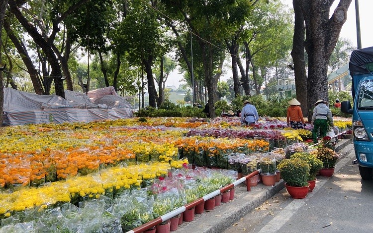 Thị trường hoa Tết: Những biến động âm thầm phía sau sắc xuân rực rỡ