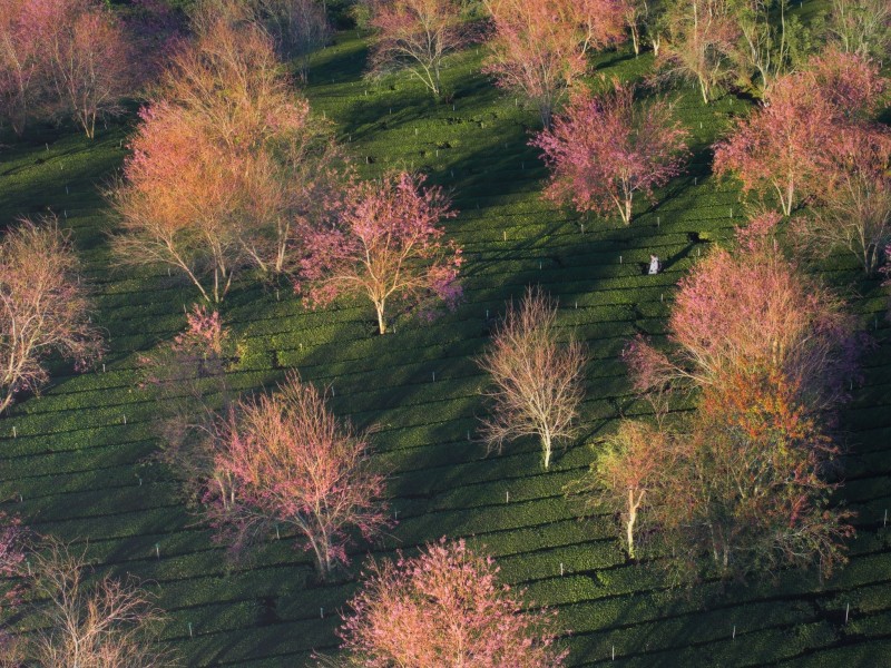 Lễ hội hoa mai anh đào Đà Lạt 2026 sẽ khai mạc ngày 16/1