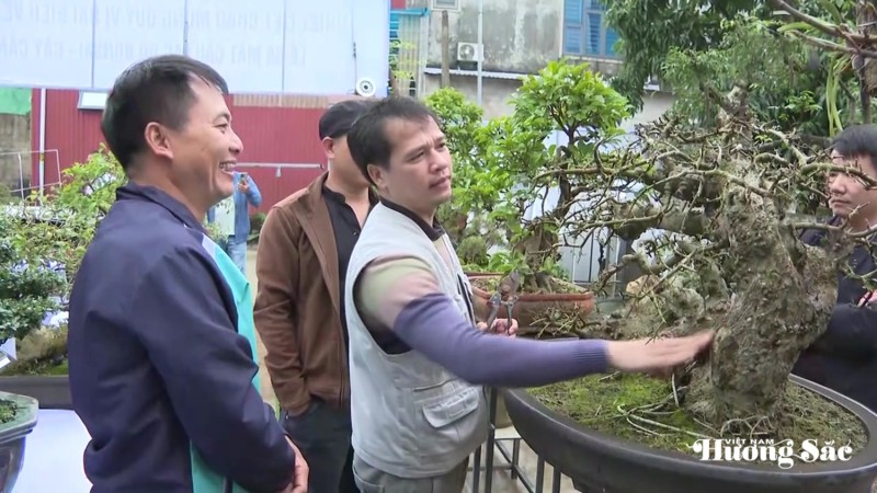 Nghệ thuật bonsai - Công phu từ gốc rễ đến hồn cây Nghệ thuật bonsai - Công phu từ gốc rễ đến hồn cây