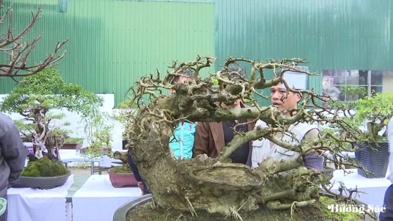 Nghệ thuật bonsai - Công phu từ gốc rễ đến hồn cây Nghệ thuật bonsai - Công phu từ gốc rễ đến hồn cây