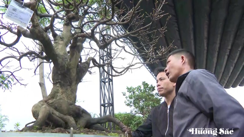 Nghệ thuật bonsai - Công phu từ gốc rễ đến hồn cây Nghệ thuật bonsai - Công phu từ gốc rễ đến hồn cây