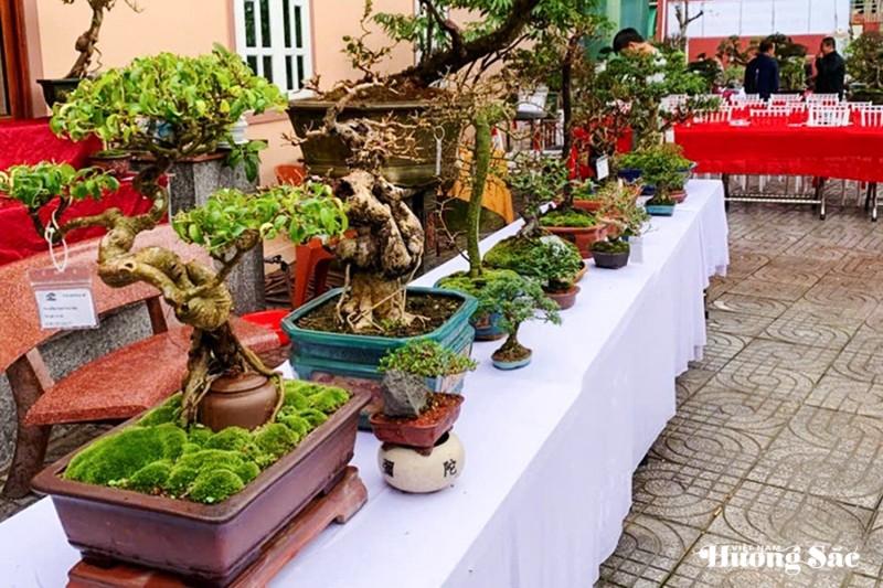 Nghệ thuật bonsai - Công phu từ gốc rễ đến hồn cây Nghệ thuật bonsai - Công phu từ gốc rễ đến hồn cây