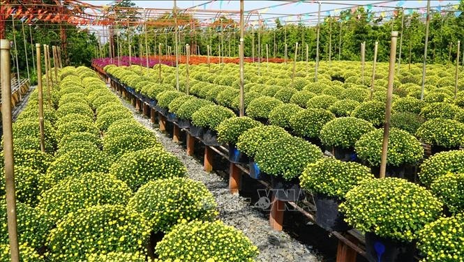 Hội thảo Techmart “Ứng dụng công nghệ nâng cao chuỗi giá trị sản phẩm hoa kiểng – sa đéc”