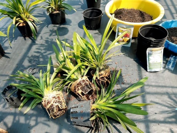 Hướng dẫn chăm sóc Lan kiếm lá – vẻ đẹp mộc mạc từ núi rừng