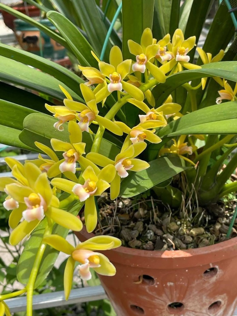 Hướng dẫn chăm sóc Lan kiếm lá – vẻ đẹp mộc mạc từ núi rừng