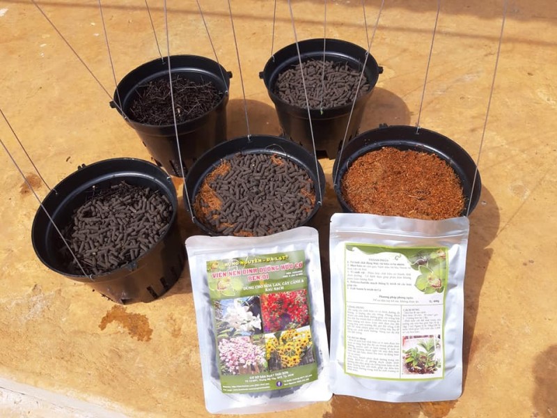 Hướng dẫn chăm sóc Lan kiếm lá – vẻ đẹp mộc mạc từ núi rừng