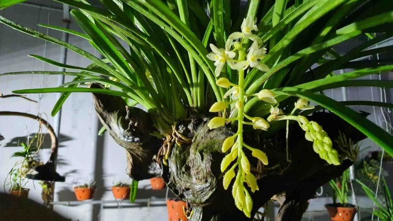 Hướng dẫn chăm sóc Lan kiếm lá – vẻ đẹp mộc mạc từ núi rừng