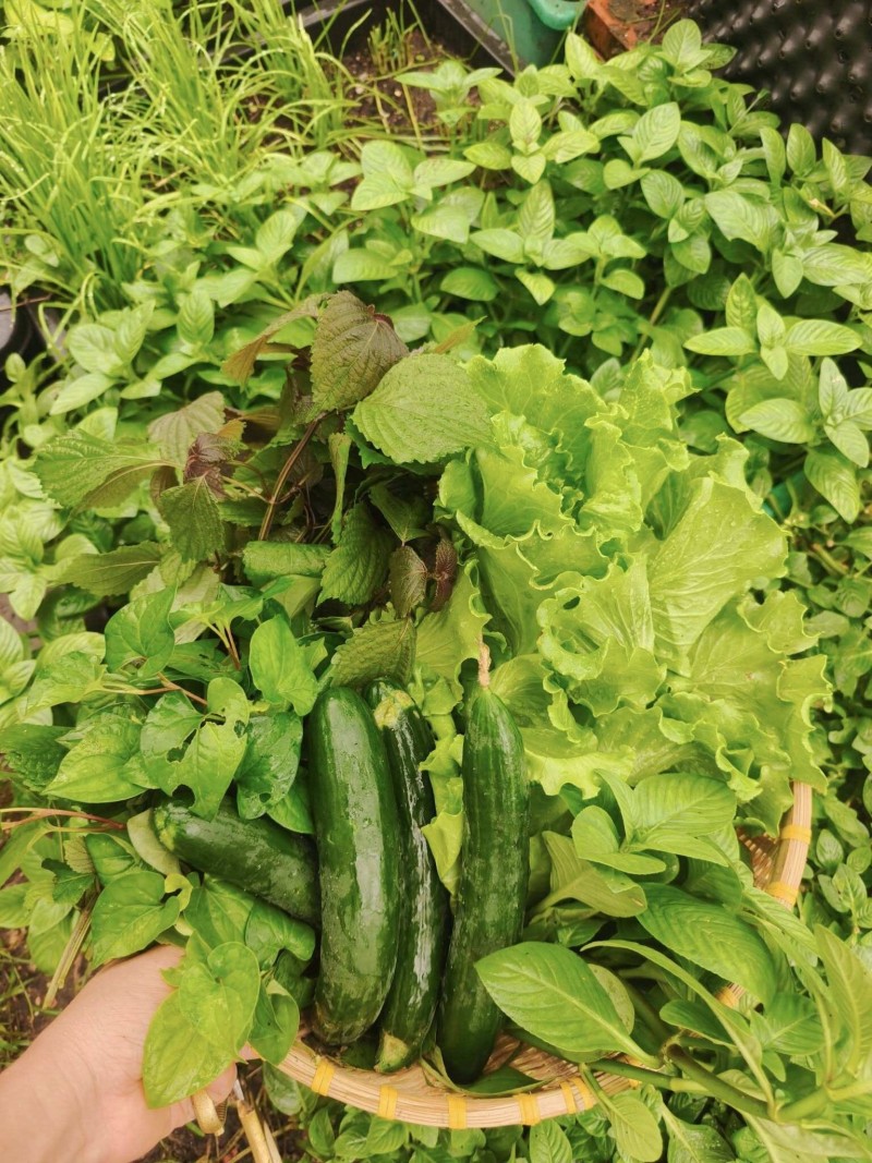 Bà mẹ 3 con biến sân thượng 30m² thành “nông trại mini” giữa Sài Gòn, tự trồng rau sạch quanh năm Bà mẹ 3 con biến sân thượng 30m² thành “nông trại mini” giữa Sài Gòn, tự trồng rau sạch quanh năm