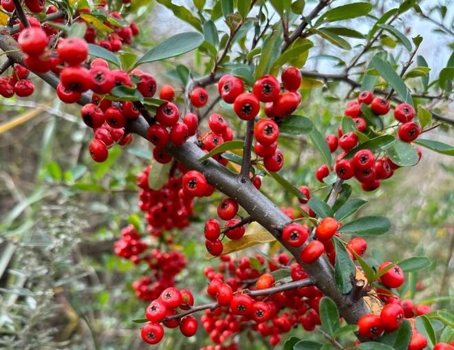Cây cảnh quả đỏ như hồng ngọc: Biểu tượng may mắn, thịnh vượng dịp Tết