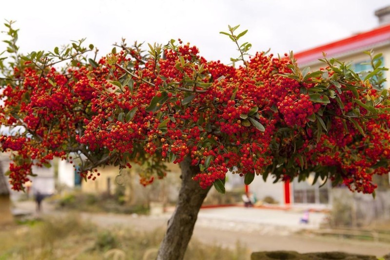 Cây cảnh quả đỏ như hồng ngọc: Biểu tượng may mắn, thịnh vượng dịp Tết