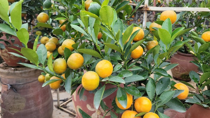 Quất bonsai mini giá rẻ cho Tết Nguyên đán 2026 , lựa chọn hoàn hảo cho không gian sống - Ảnh 2.