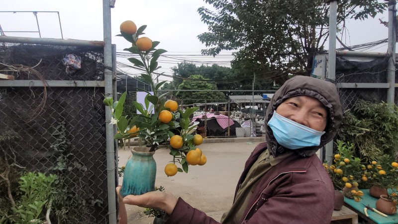 Quất bonsai mini giá rẻ cho Tết Nguyên đán 2026 , lựa chọn hoàn hảo cho không gian sống - Ảnh 1.