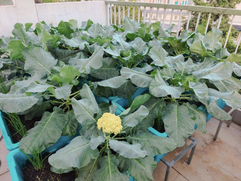 Bà mẹ 3 con biến sân thượng 30m² thành “nông trại mini” giữa Sài Gòn, tự trồng rau sạch quanh năm Bà mẹ 3 con biến sân thượng 30m² thành “nông trại mini” giữa Sài Gòn, tự trồng rau sạch quanh năm