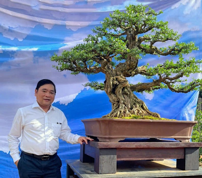 Bonsai Linh sam sông Hinh: Khúc độc hành của di sản và huyền thoại trăm năm Bonsai Linh sam sông Hinh: Khúc độc hành của di sản và huyền thoại trăm năm