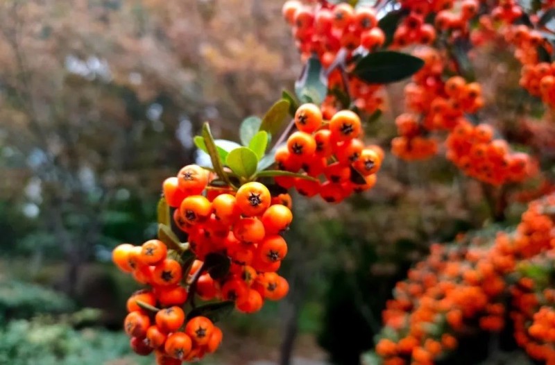Cây cảnh quả đỏ như hồng ngọc: Biểu tượng may mắn, thịnh vượng dịp Tết