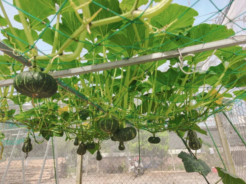 Bà mẹ 3 con biến sân thượng 30m² thành “nông trại mini” giữa TP. HCM Bà mẹ 3 con biến sân thượng 30m² thành “nông trại mini” giữa TP. HCM